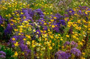 Carlsbad wildflowers-0650.jpg